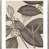 Cooks Floral Specimen II
