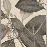 Cooks Floral Specimen II (Canvas)