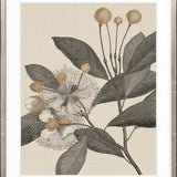 Cooks Floral Specimen III