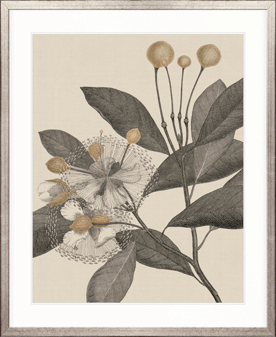 Cooks Floral Specimen III