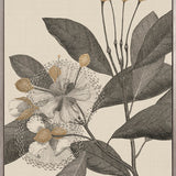 Cooks Floral Specimen III (Canvas)