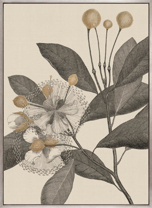 Cooks Floral Specimen III (Canvas)