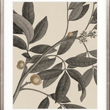 Cooks Floral Specimen IV