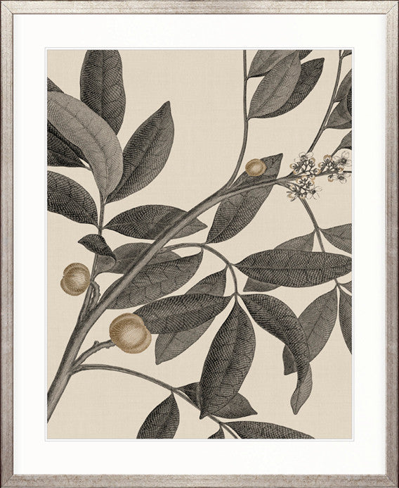 Cooks Floral Specimen IV
