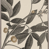 Cooks Floral Specimen IV (Canvas)