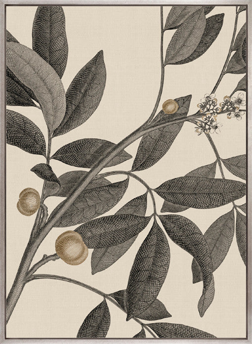 Cooks Floral Specimen IV (Canvas)