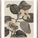 Cooks Floral Specimen V