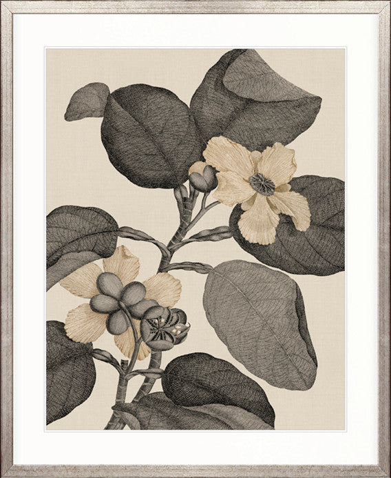 Cooks Floral Specimen V