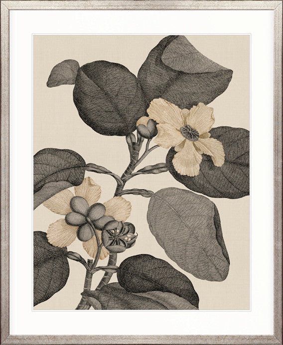 Cooks Floral Specimen V