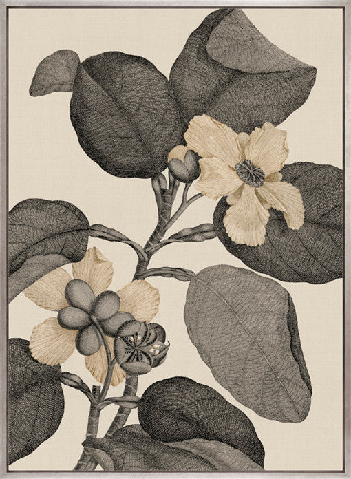 Cooks Floral Specimen V (Canvas)