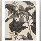 Cooks Floral Specimen VI
