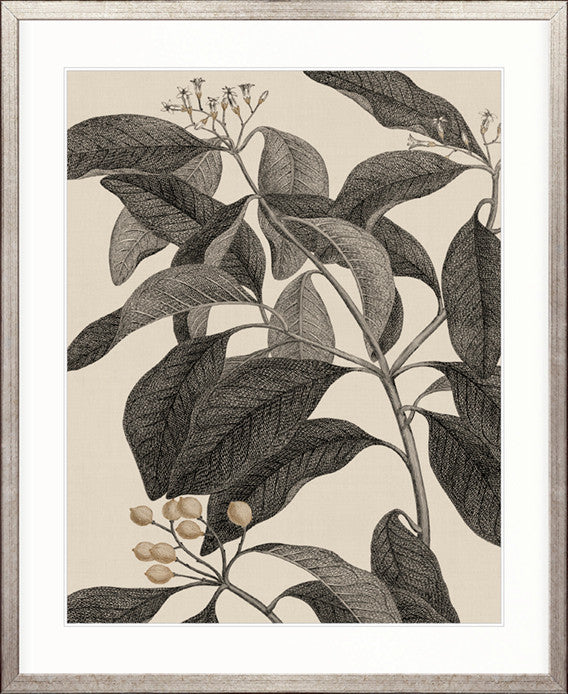 Cooks Floral Specimen VI