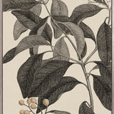 Cooks Floral Specimen VI (Canvas)