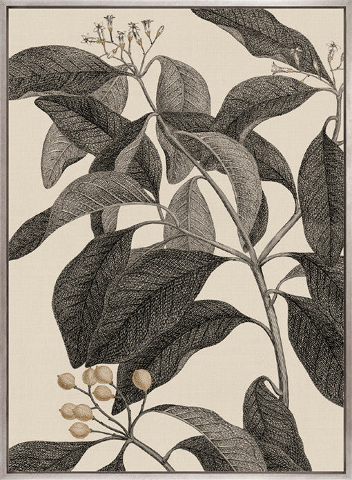 Cooks Floral Specimen VI (Canvas)