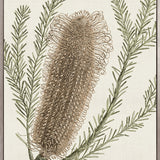 Ericofolia Specimen (Canvas)