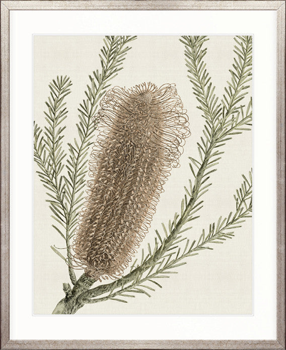Ericofolia Specimen