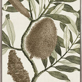 Integrifolia Specimen (Canvas)