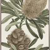 Serreta Specimen (Canvas)