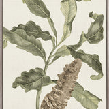 Denata Specimen (Canvas)