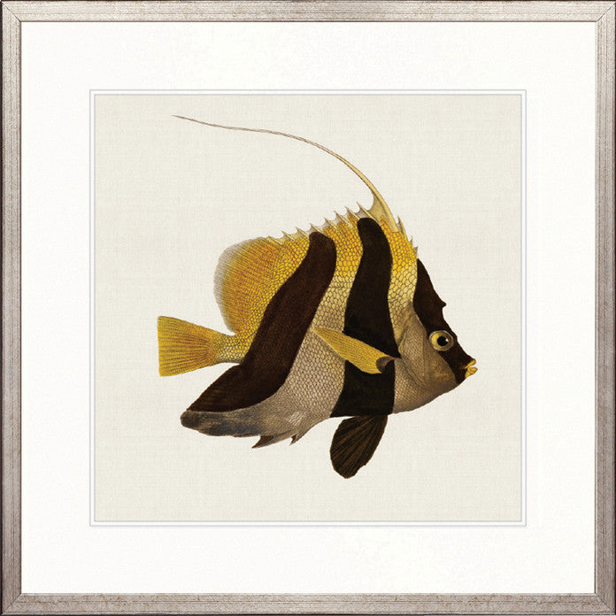 Colourful Fish II