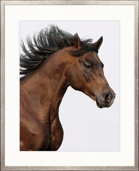 Majestic Thoroughbred I