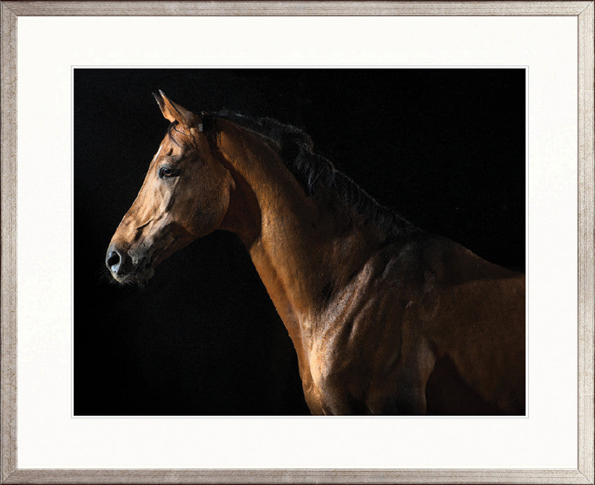 Majestic Thoroughbred VIII