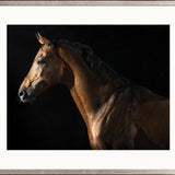 Majestic Thoroughbred VIII