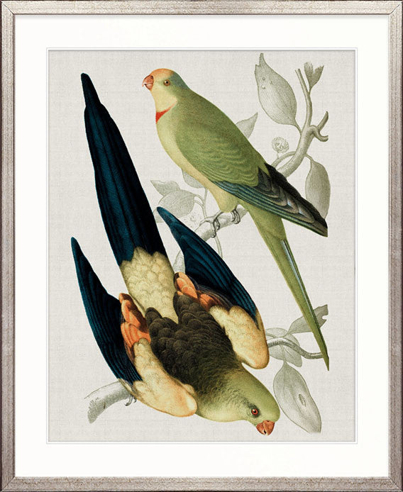 Birds in Paradise I