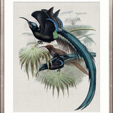 Birds in Paradise II