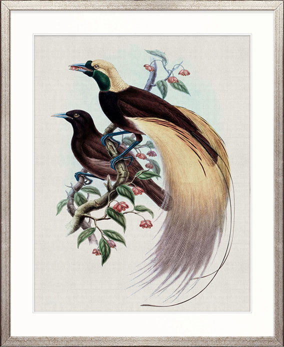 Birds in Paradise IV