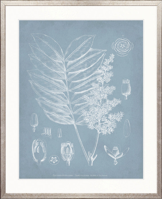 Botanical Study (Pale Blue) I