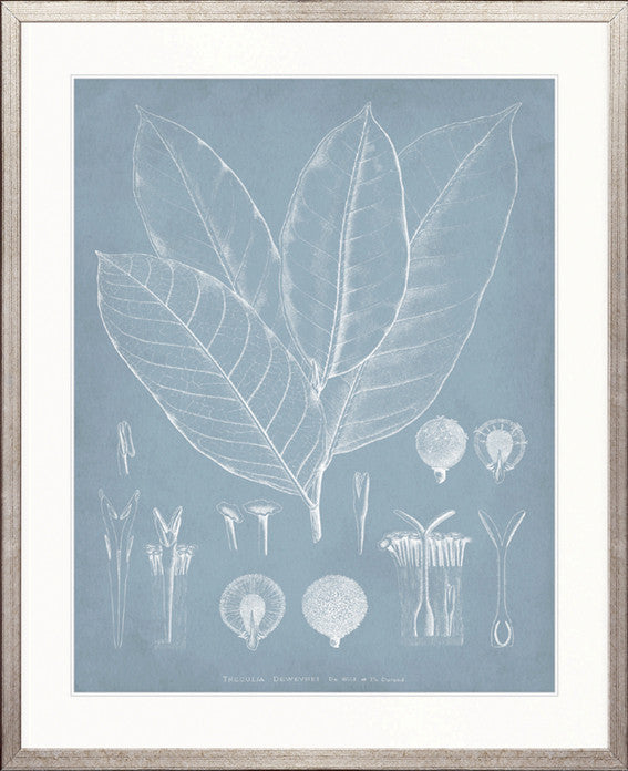 Botanical Study (Pale Blue) III