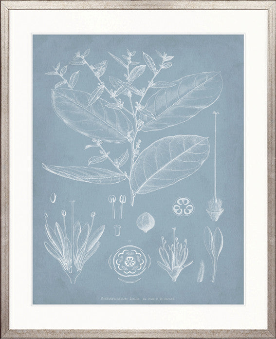 Botanical Study (Pale Blue) IV