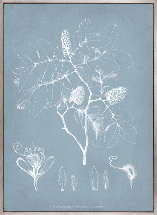 Botanical Study (Pale Blue) V (Canvas)