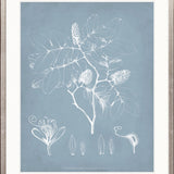 Botanical Study (Pale Blue) V