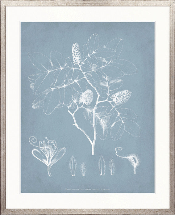 Botanical Study (Pale Blue) V