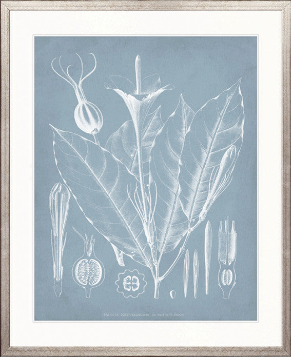 Botanical Study (Pale Blue) VI
