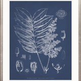 Botanical Study (Indigo) VII