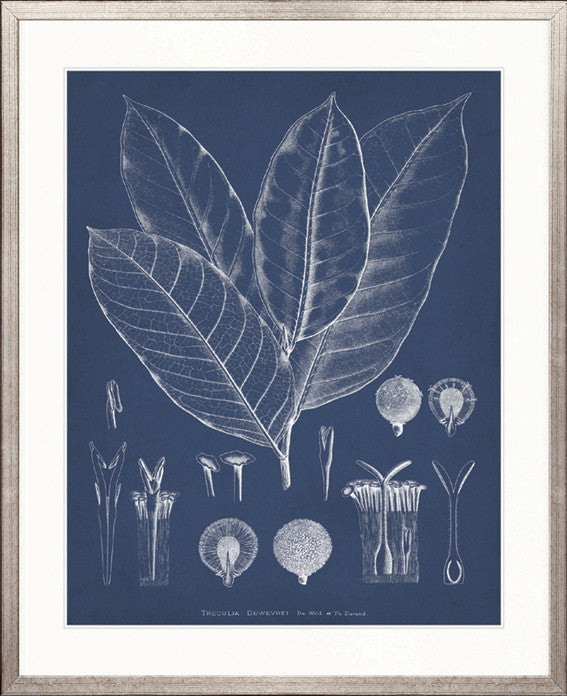 Botanical Study (Indigo) VIII