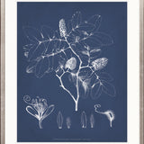 Botanical Study (Indigo) IX