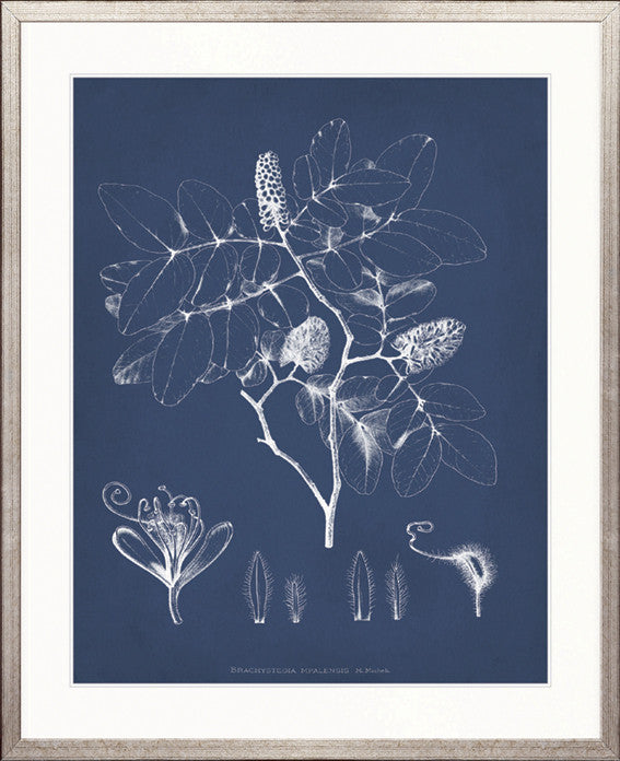 Botanical Study (Indigo) IX