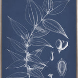 Botanical Study (Indigo) X (Canvas)