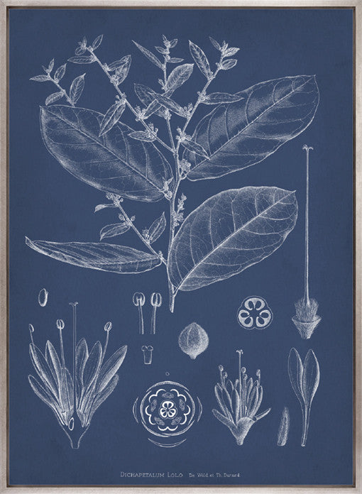 Botanical Study (Indigo) XI (Canvas)