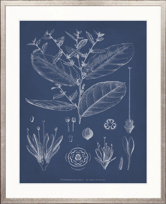 Botanical Study (Indigo) XI