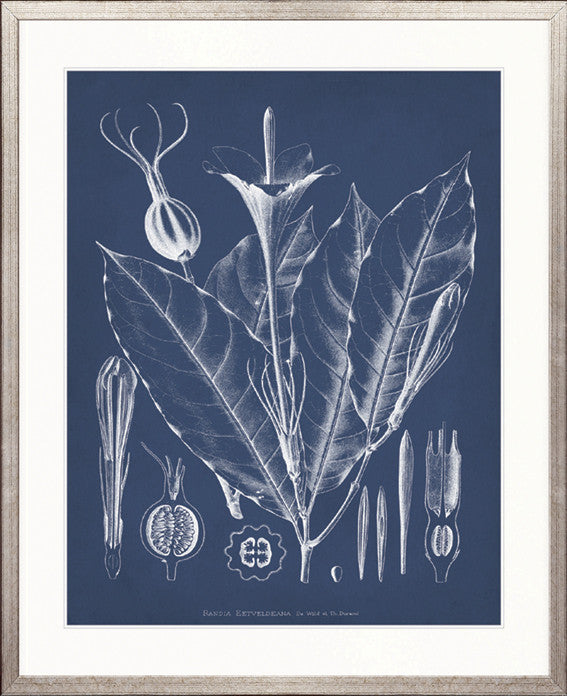Botanical Study (Indigo) XII