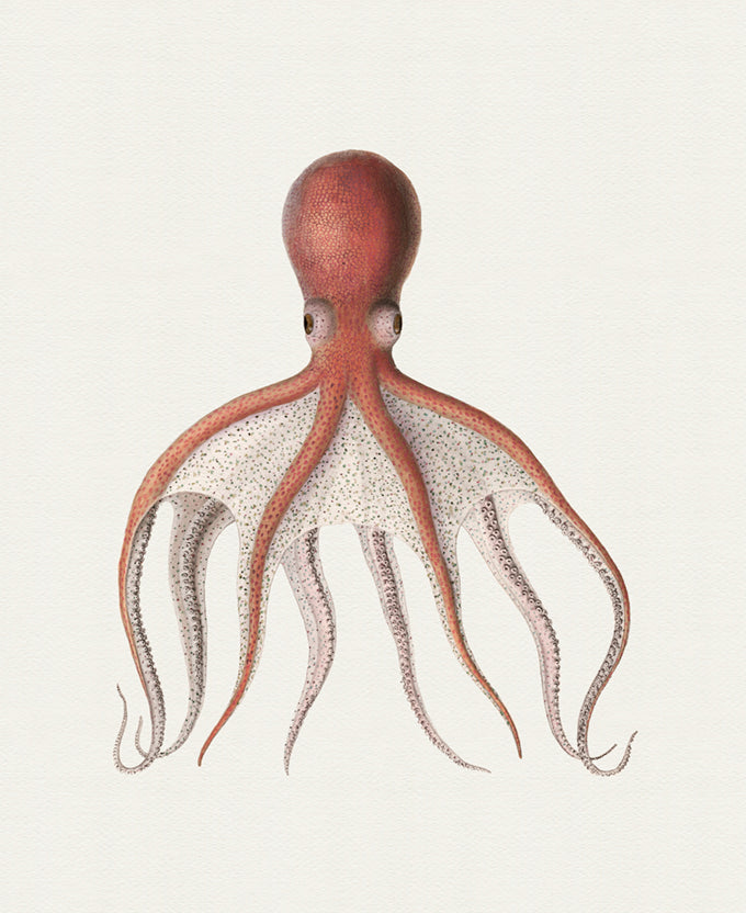 D'Orbigny Marine I