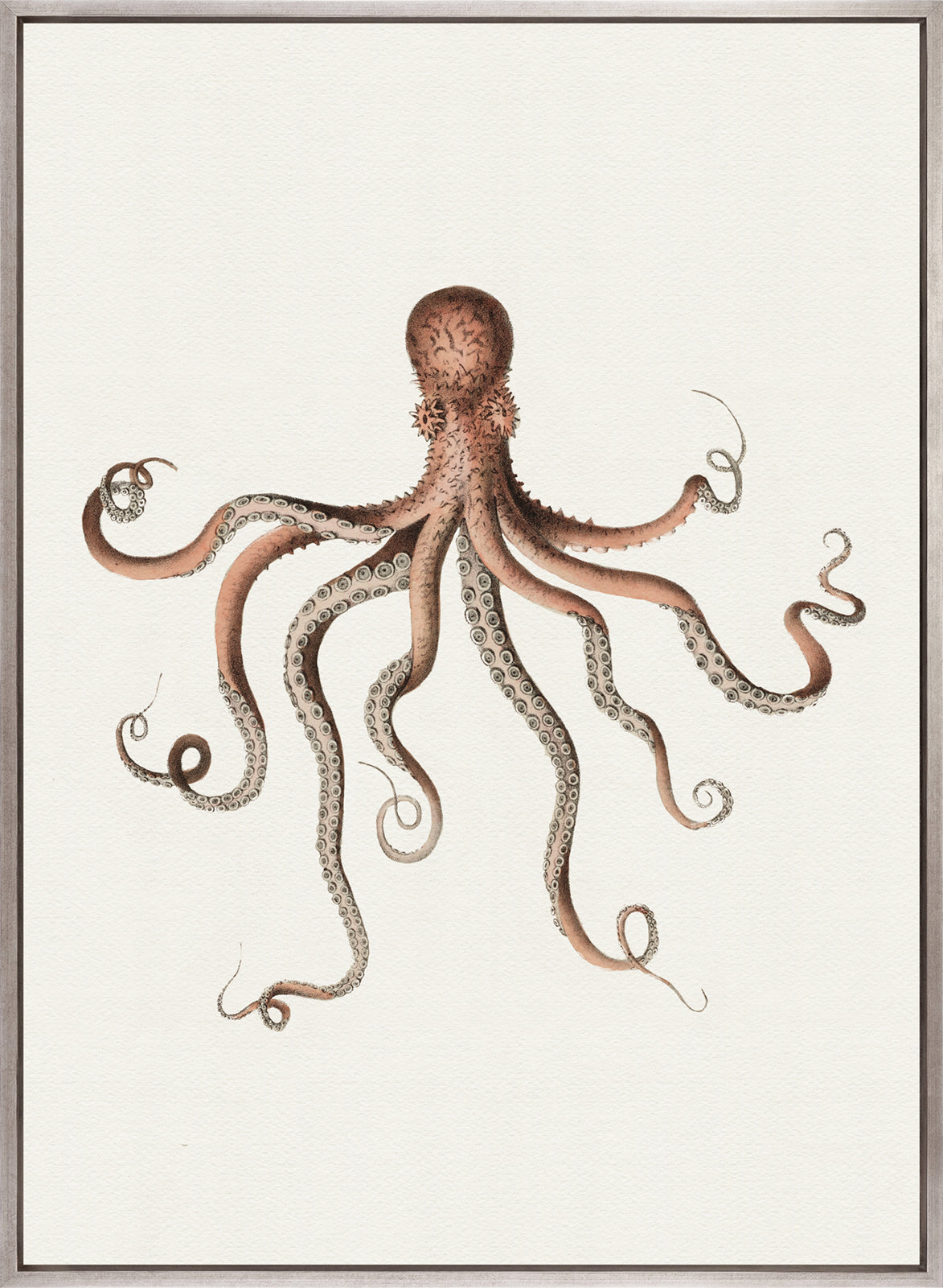 D'Orbigny Marine V (Canvas)