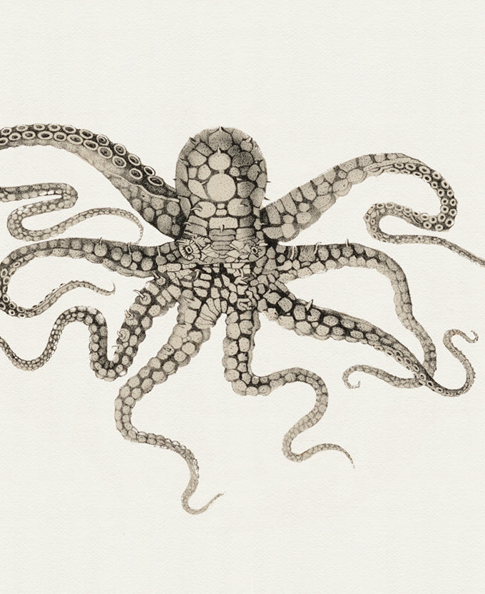D'Orbigny Marine VII