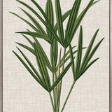 Tropical Evergreen III (Canvas) Large (903mm W x 1109mm H)