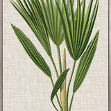 Tropical Evergreen VI (Canvas) Large (903mm W x 1109mm H)